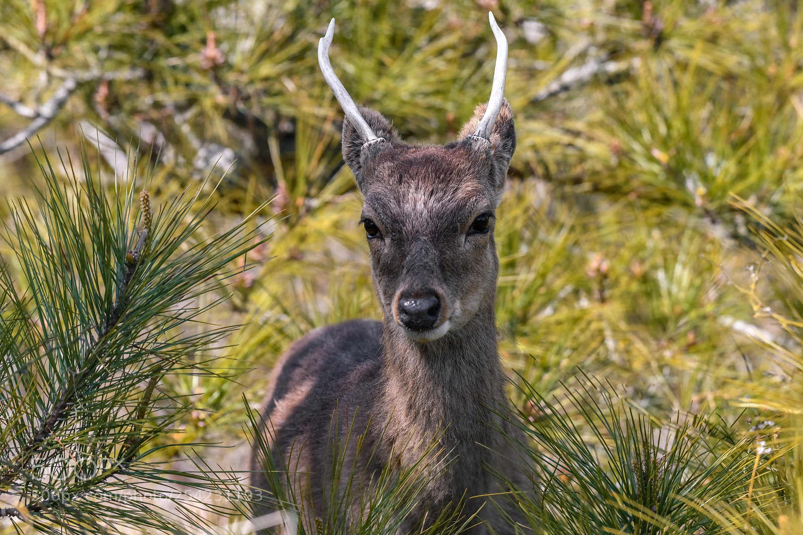 Nikon D850 sample photo. A whitetail deer stands photography