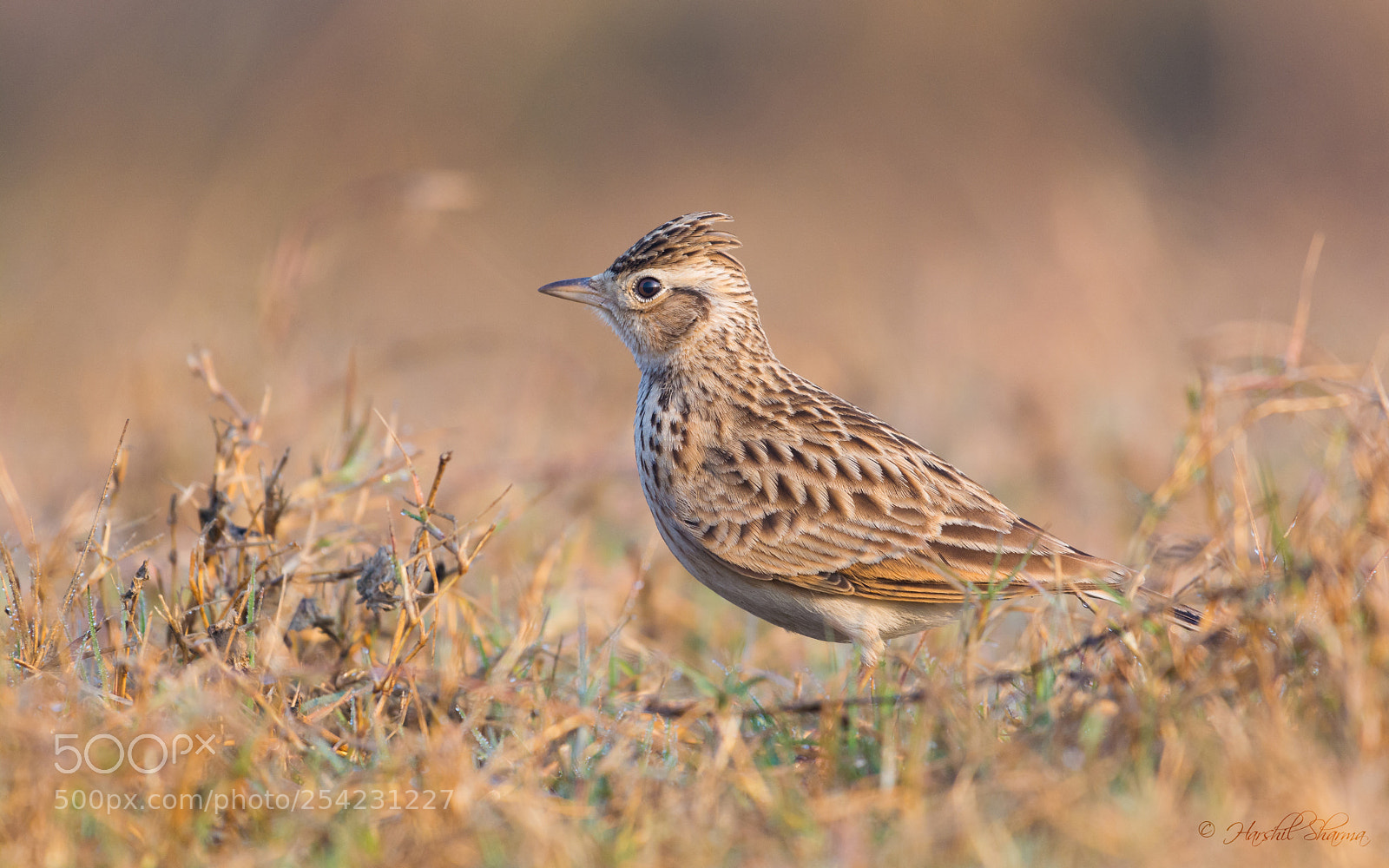 Nikon D5200 sample photo. Crested lark photography