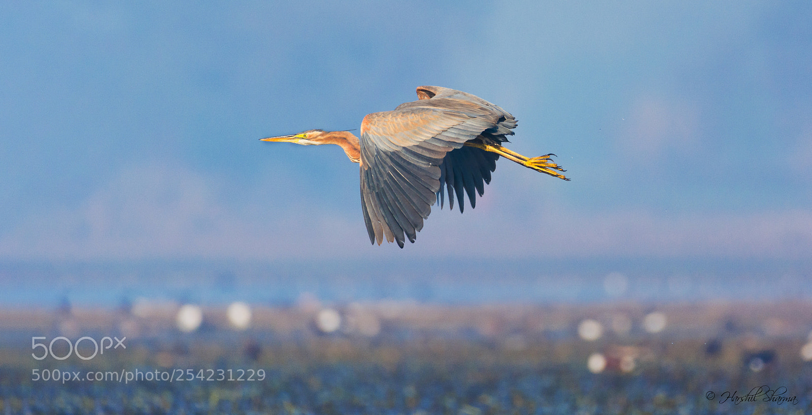 Nikon D5200 sample photo. Purple heron photography