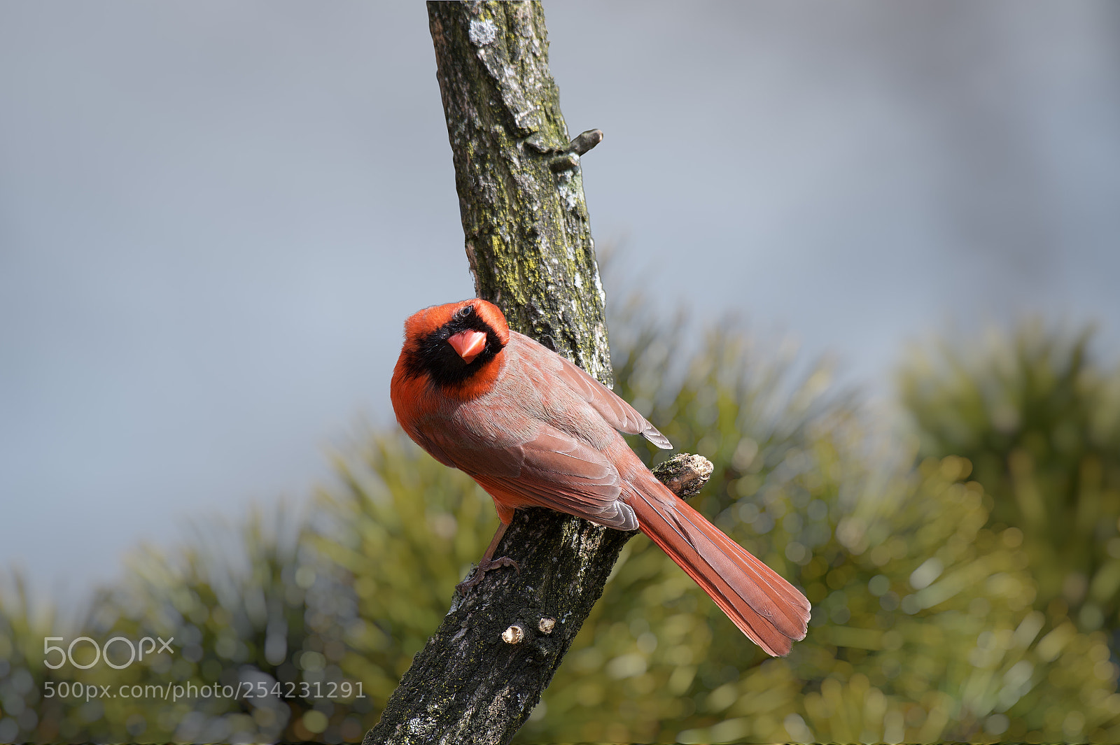 Nikon D850 sample photo. Bright red cardinalis cardinalis photography