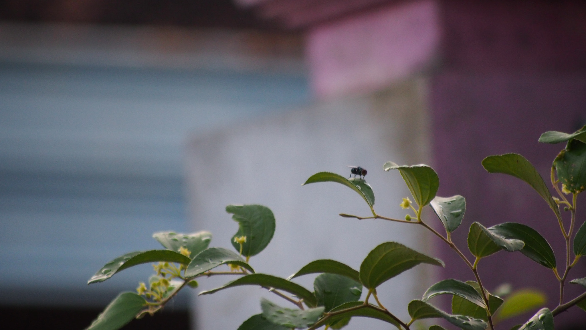 Olympus PEN E-P5 sample photo