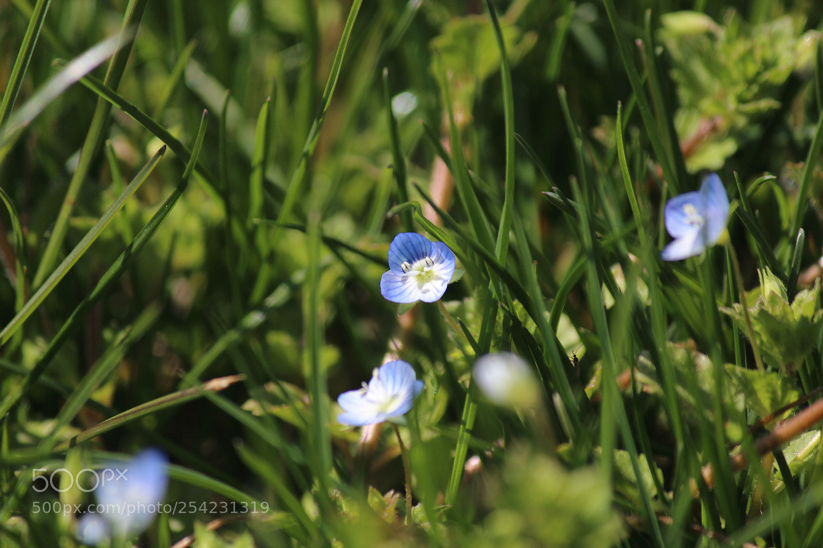 Canon EF-S 55-250mm F4-5.6 IS II sample photo. Hidden beauty photography