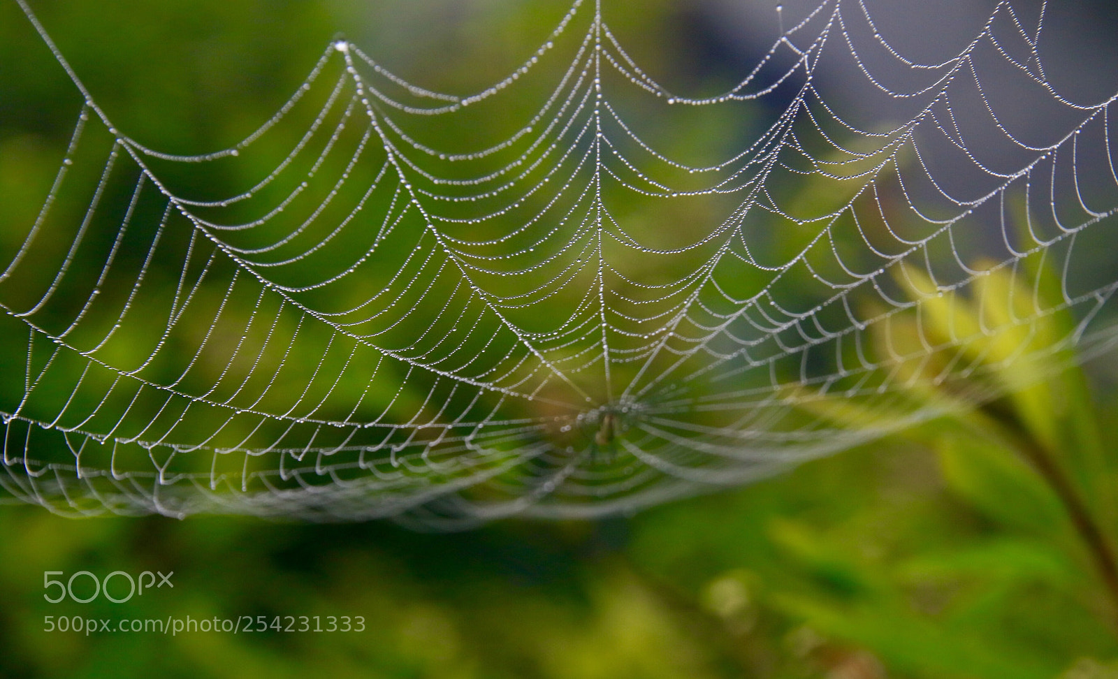 Canon EOS 7D Mark II sample photo. Like pearls  photography