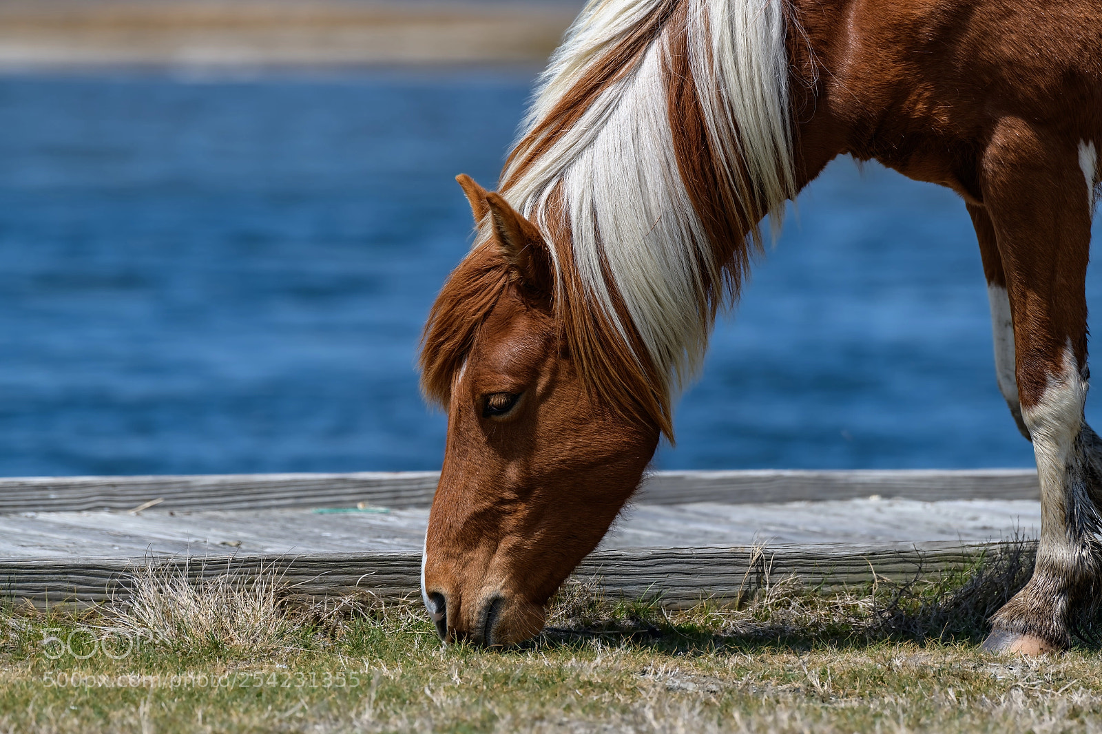 Nikon D850 sample photo. Mustang wild horse in photography