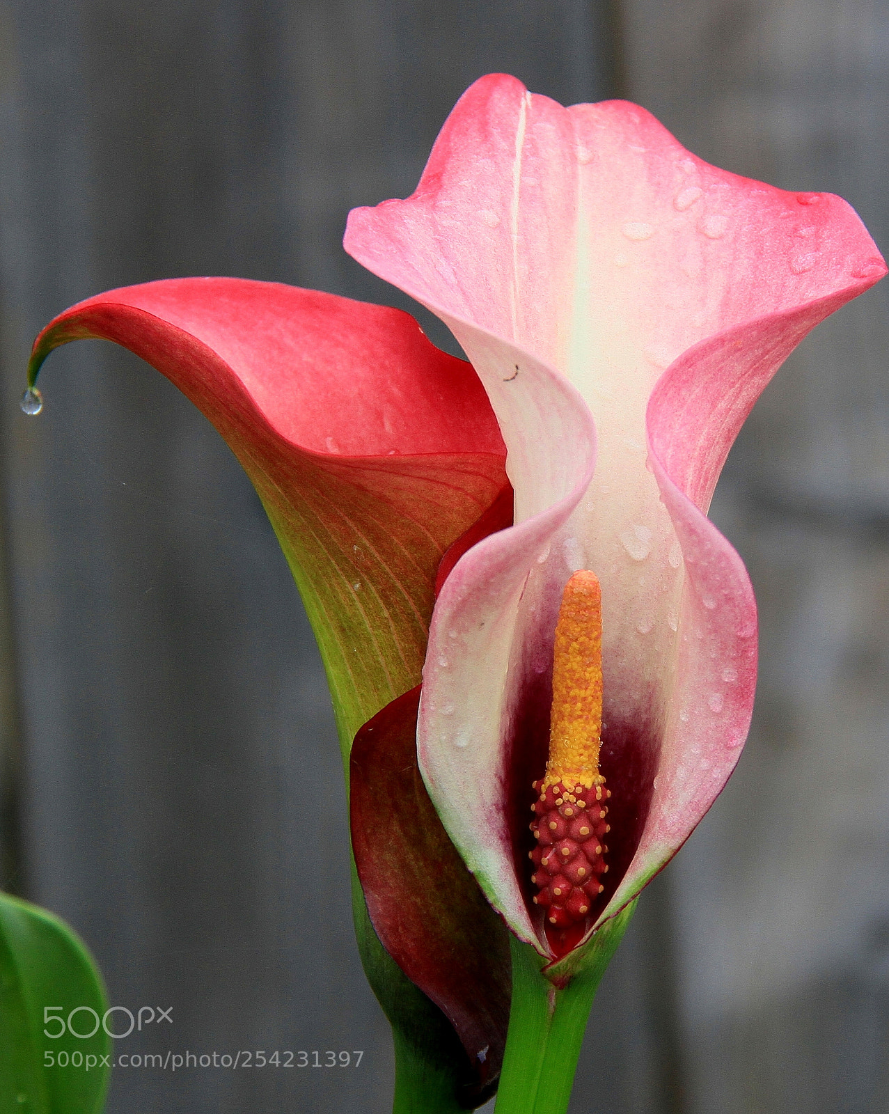Canon EOS 7D sample photo. Img_1418-001.jpg photography