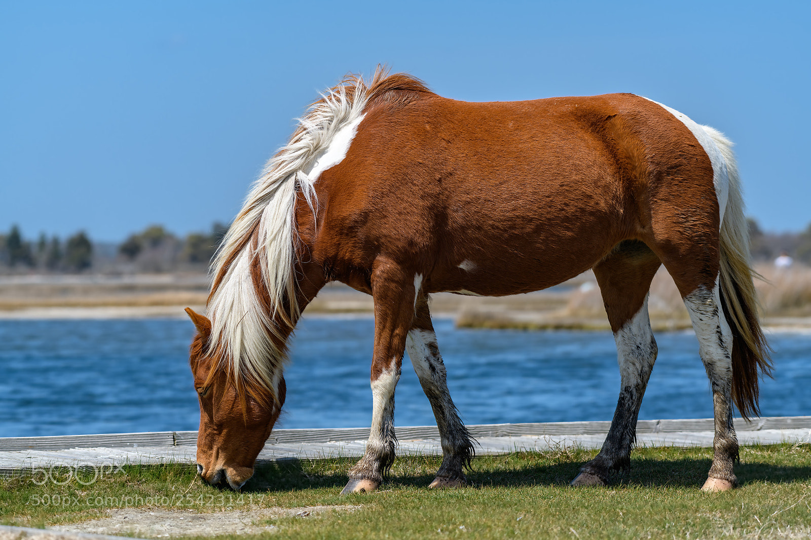 Nikon D850 sample photo. Mustang wild horse in photography