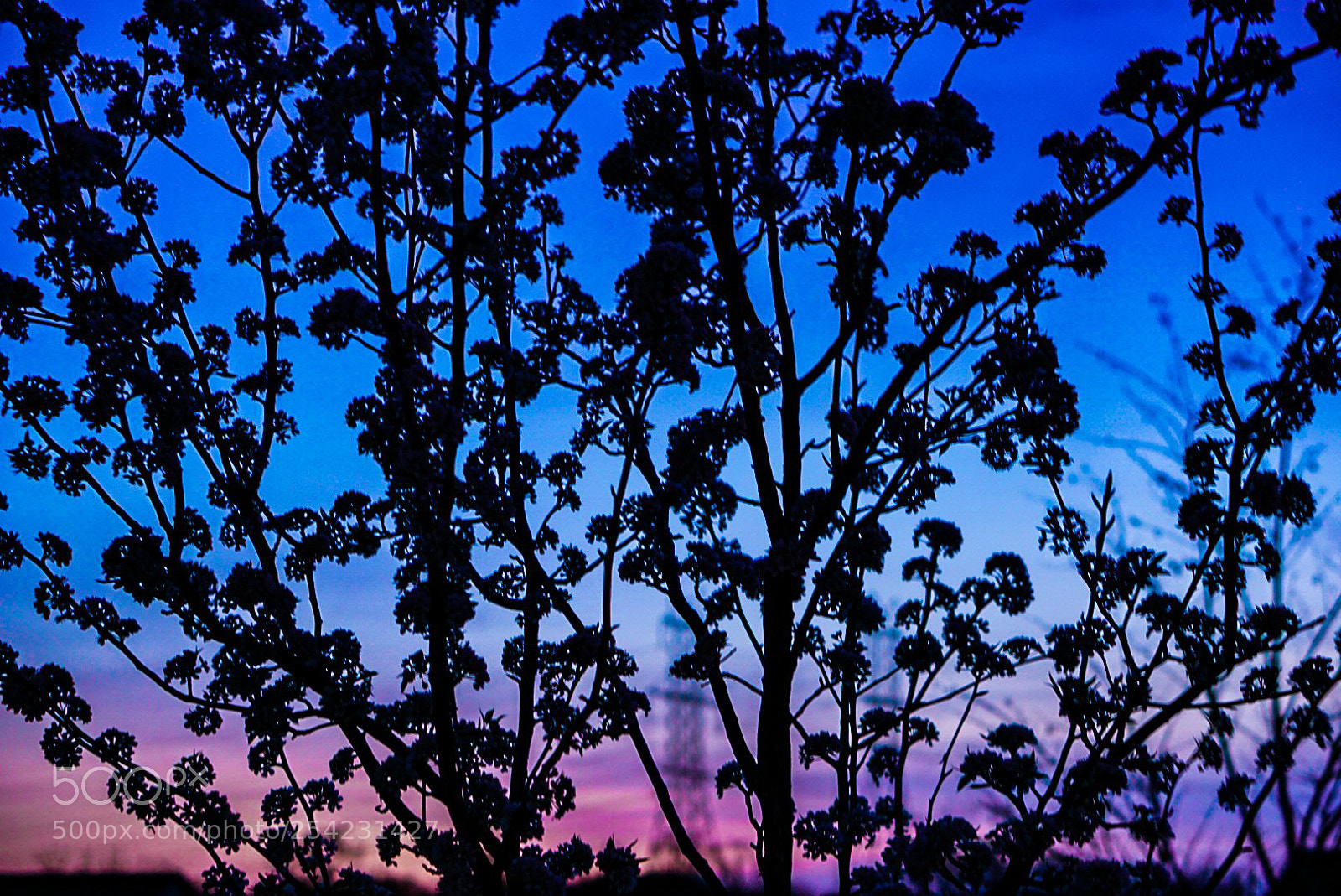 Sony a6000 sample photo. Shadow blossoms photography