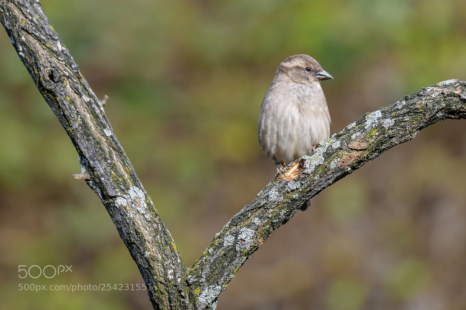 Nikon D850 sample photo. White-throated sparrow perched on photography