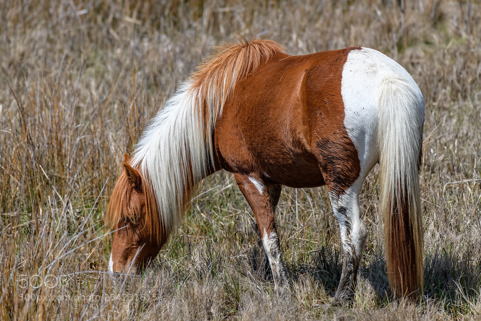 Nikon D850 sample photo. Mustang wild horse in photography