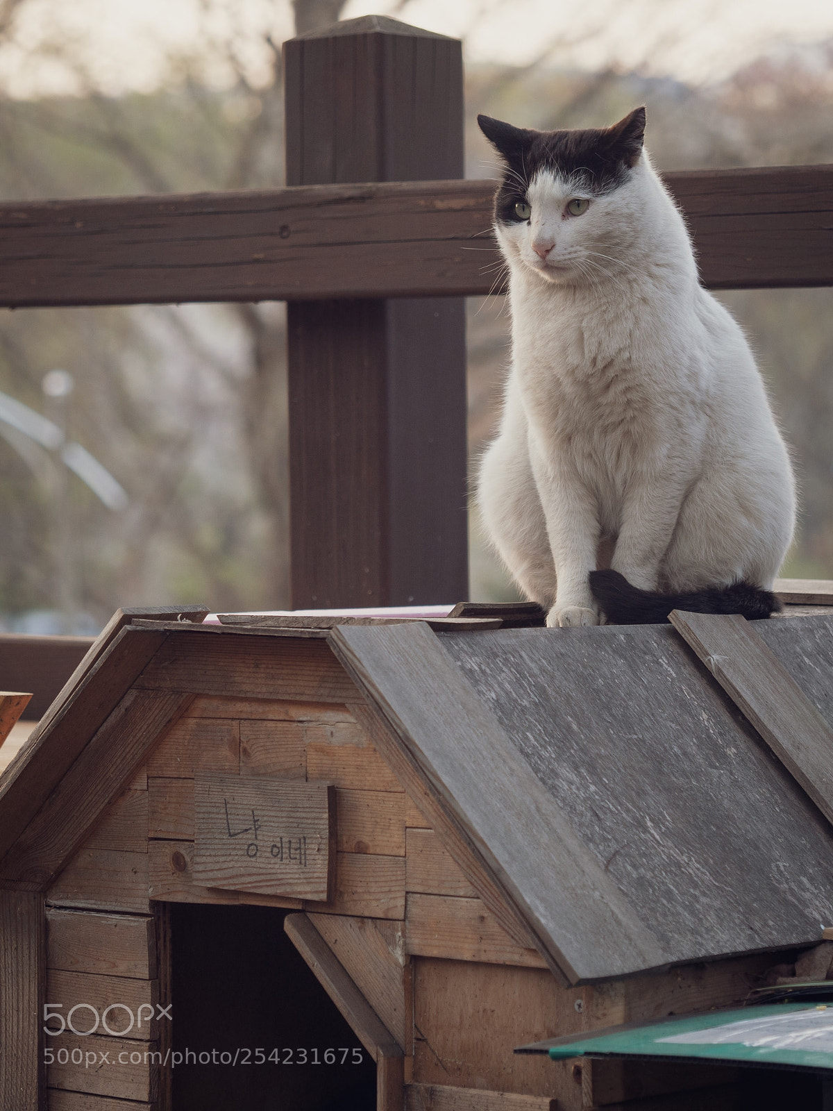 Panasonic Lumix DC-G9 sample photo. 선물받은 집 위에 앉은 고양이 photography
