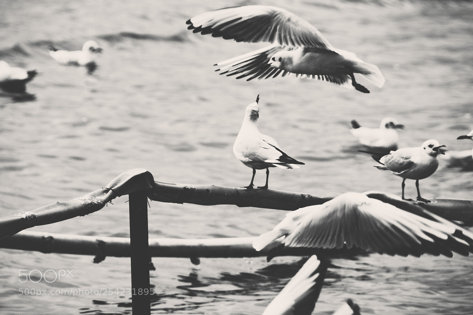 Nikon D7100 sample photo. Untitled photography