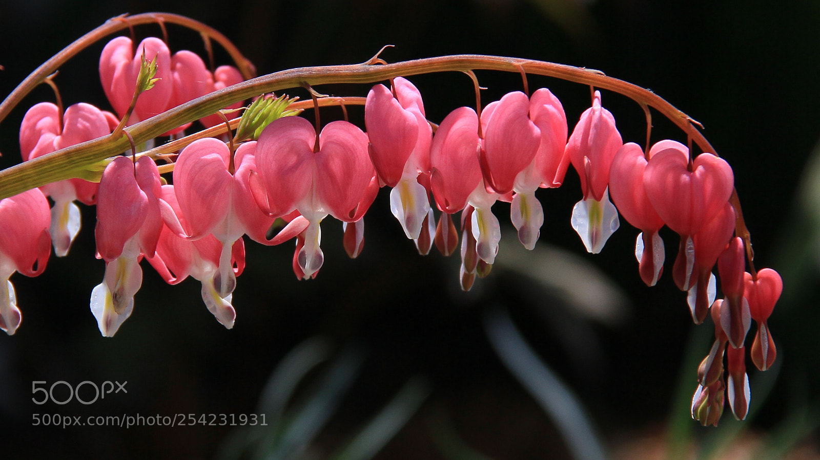 Canon EOS 7D sample photo. Img photography