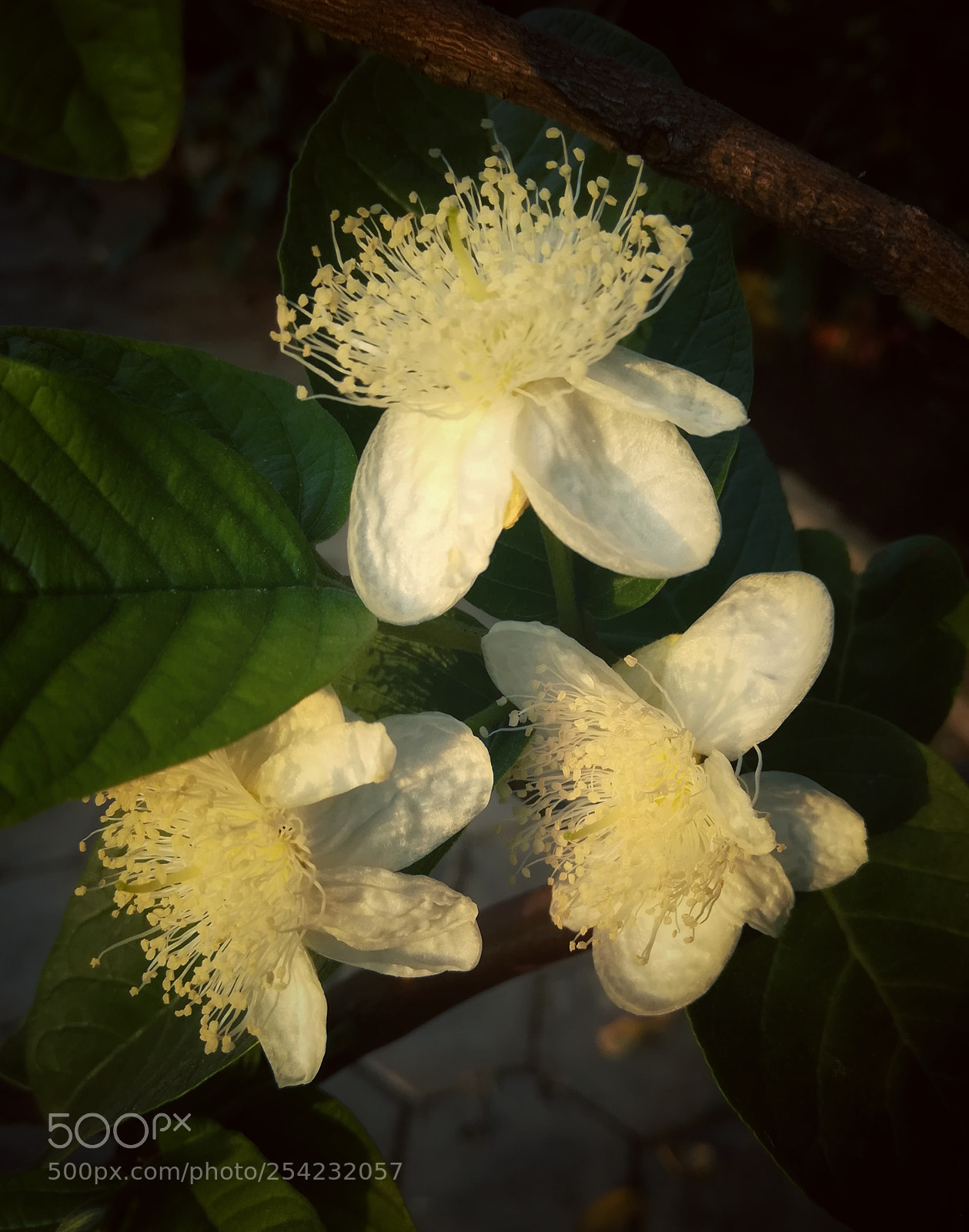 HUAWEI honor 6x sample photo. Guava bloom photography