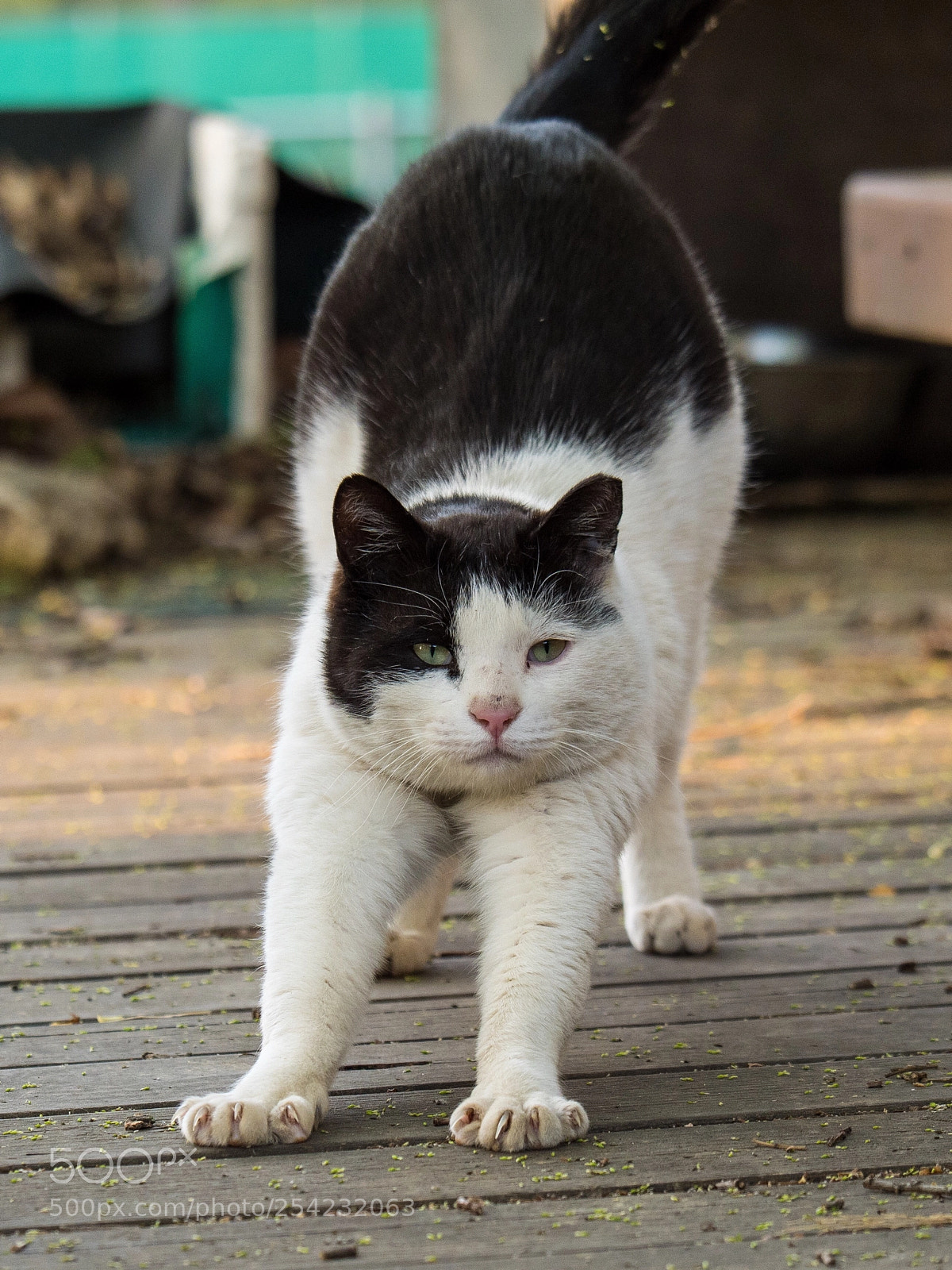 Panasonic Lumix DC-G9 sample photo. 기지개를 펴는 고양이 photography