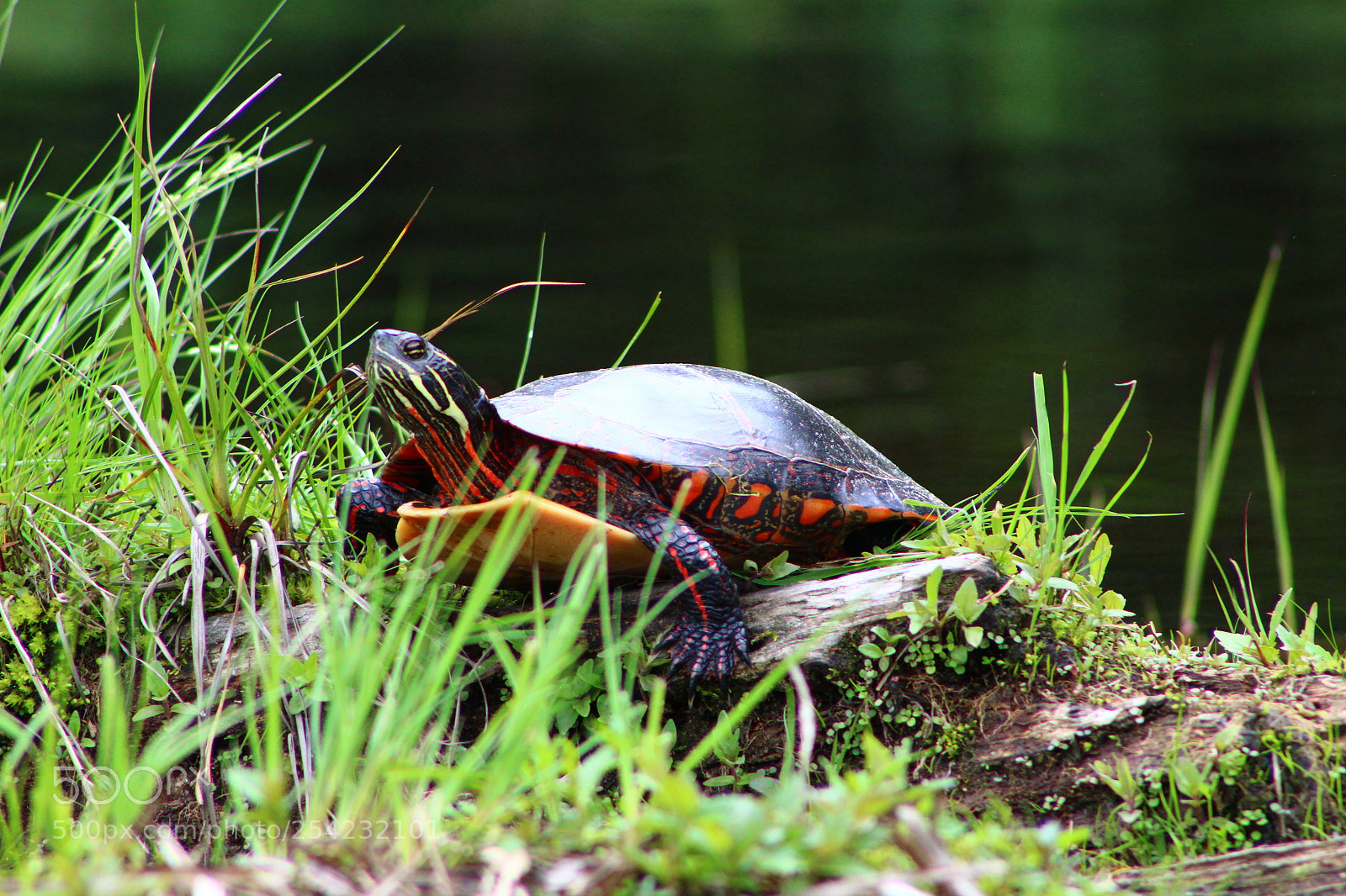 Canon EF 75-300mm f/4-5.6 sample photo. Turtle saying hello photography