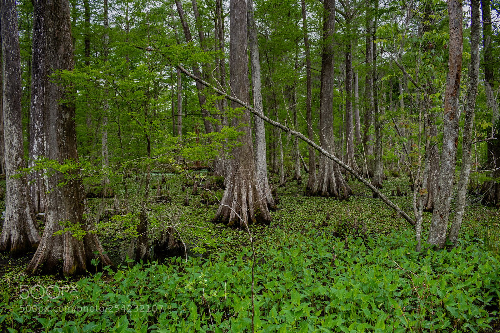 Nikon D7200 sample photo. Bald cypress photography