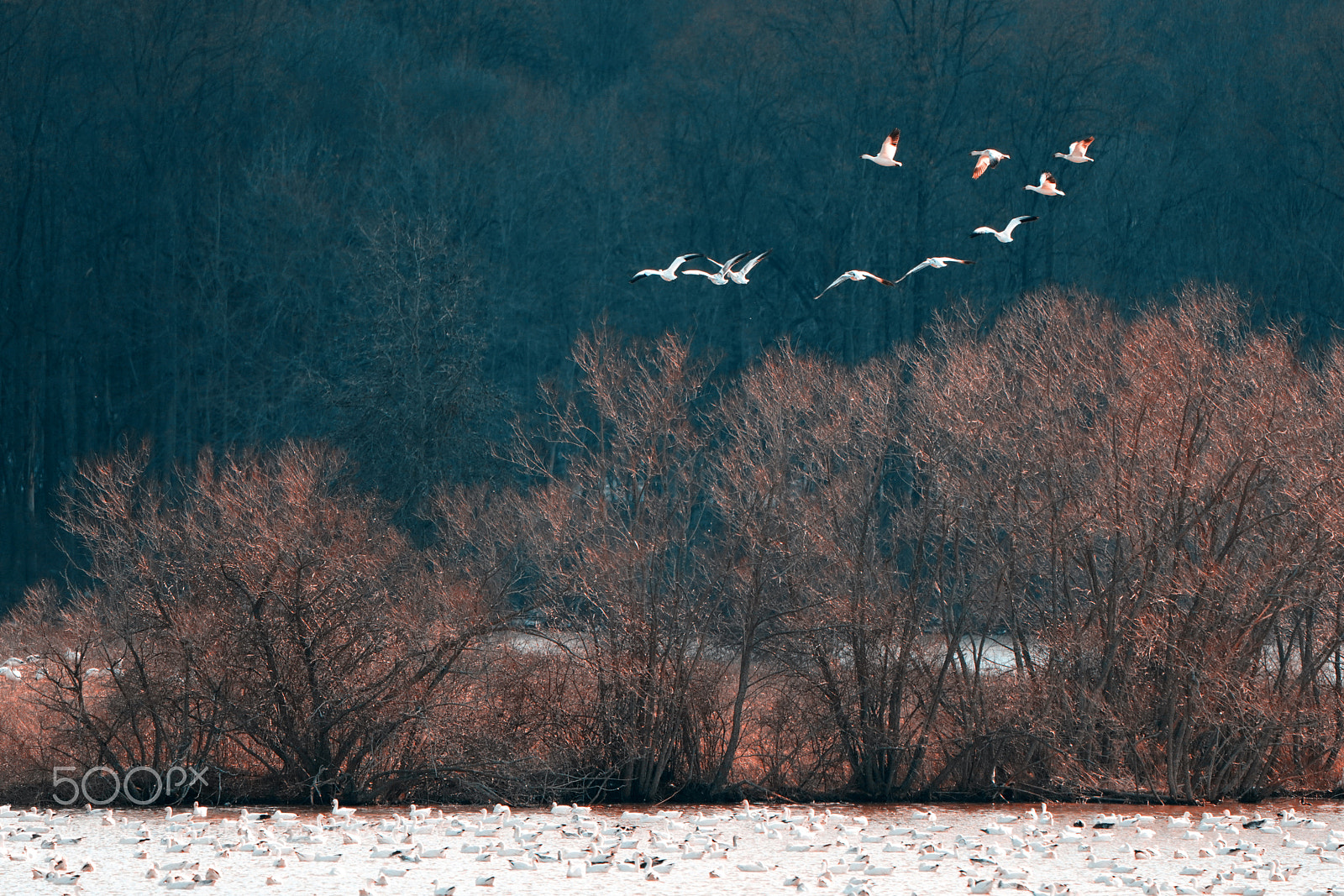 Sony a7R III sample photo. Snow geese photography