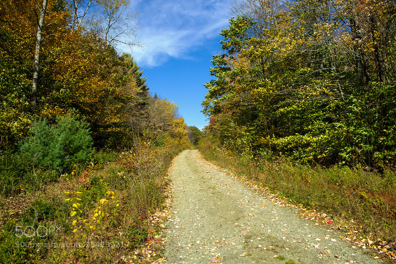 Canon EOS 600D (Rebel EOS T3i / EOS Kiss X5) sample photo. Logging road through the photography