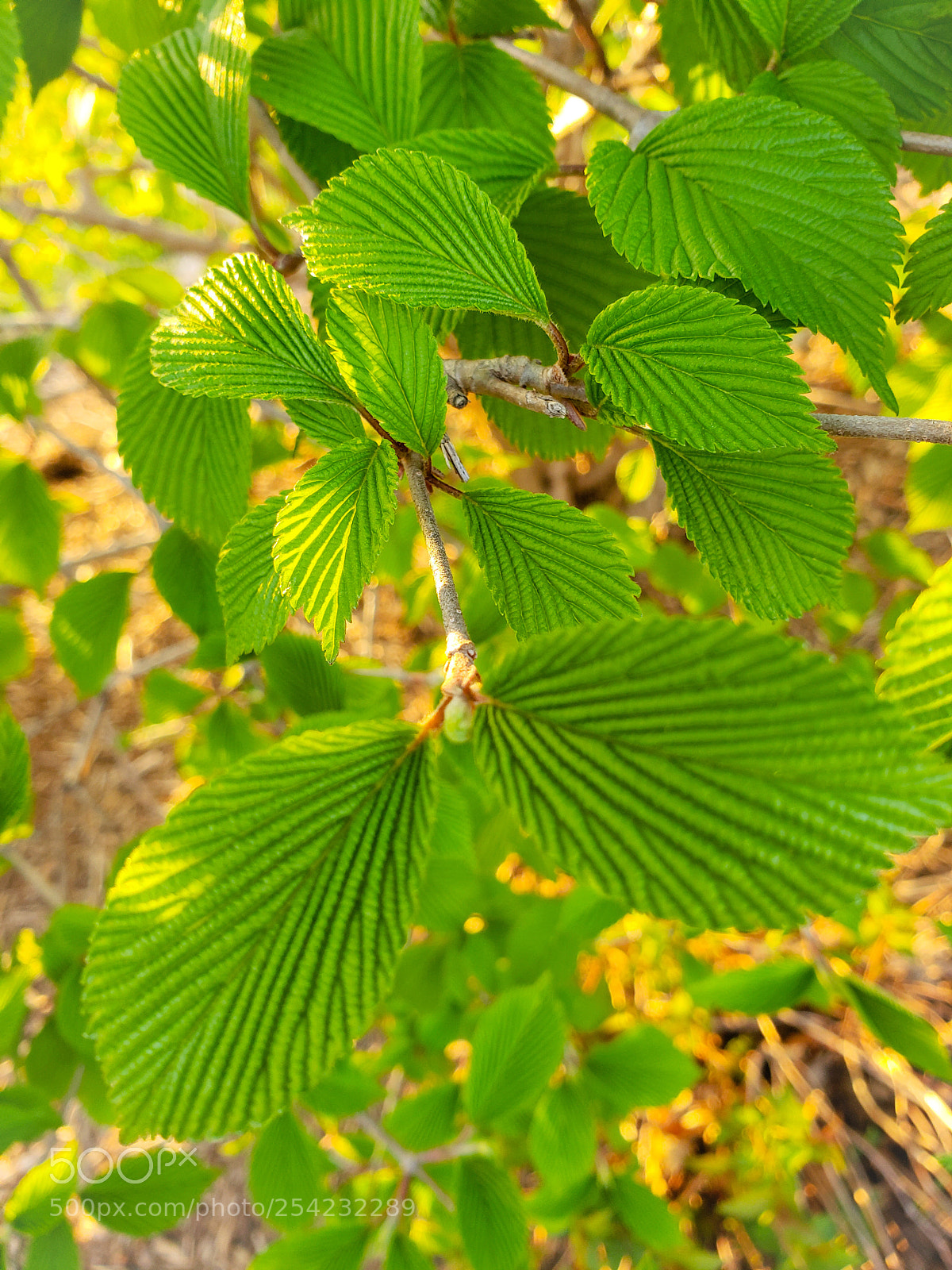 Samsung Galaxy S9+ sample photo. Untitled photography