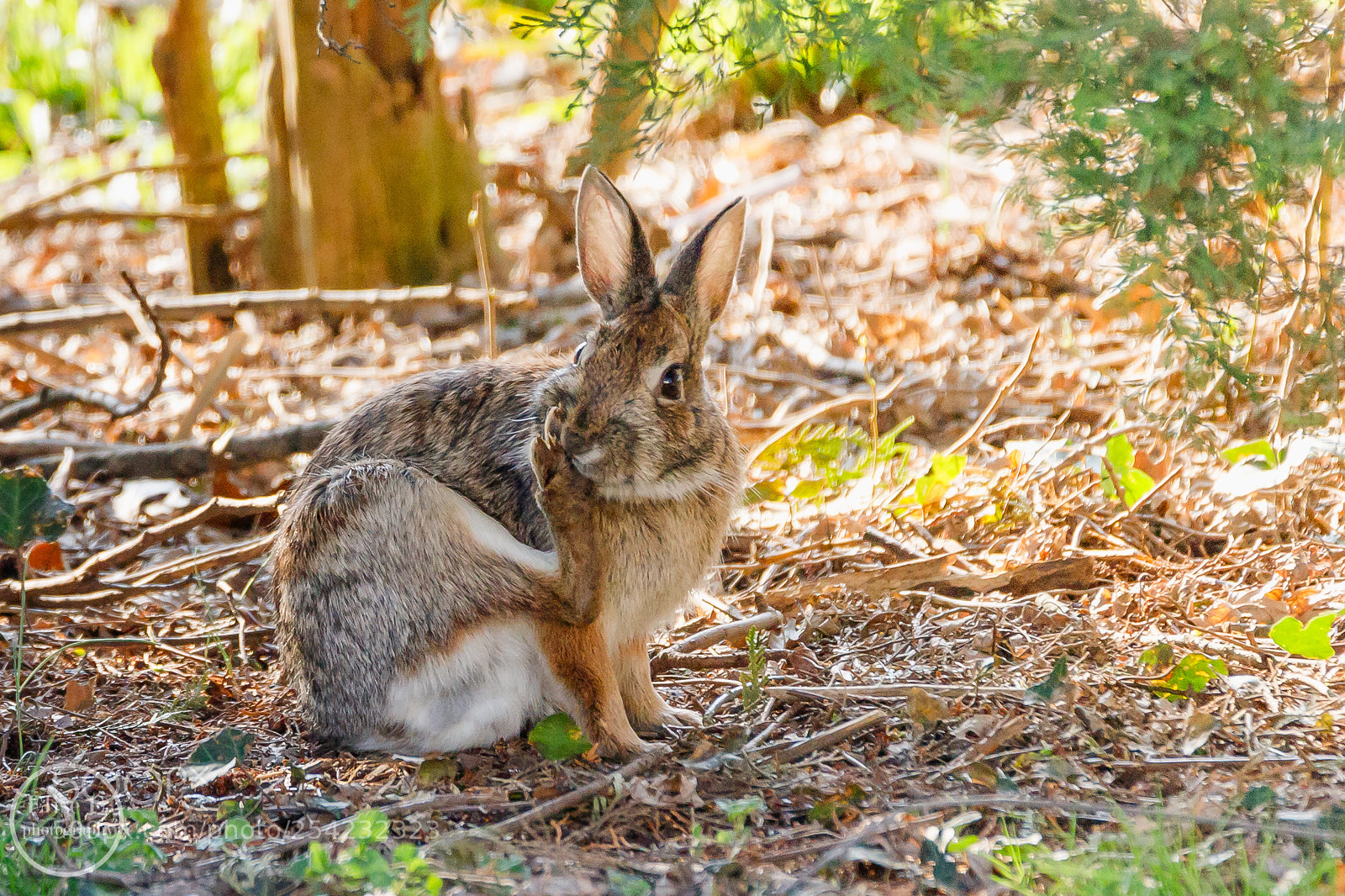 Canon EOS 6D Mark II sample photo. Tasty bunny toejam, haha photography
