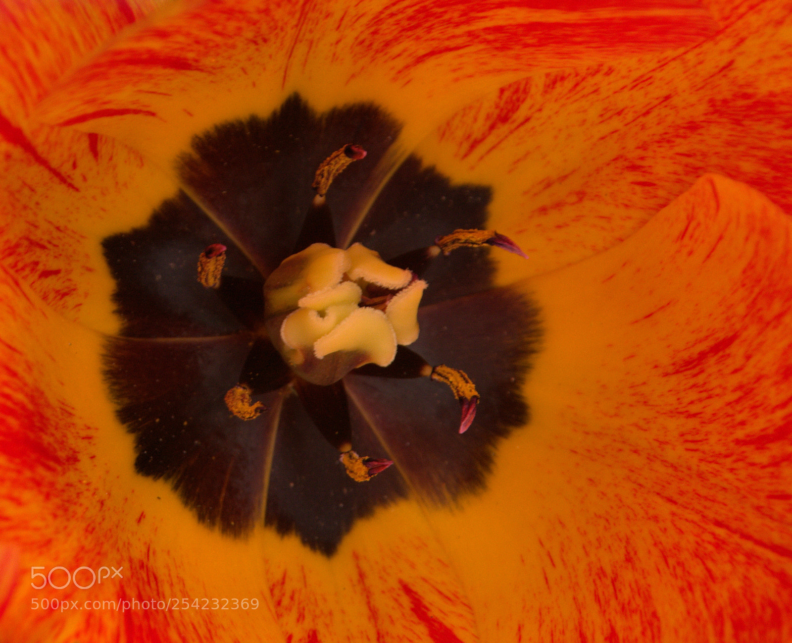 Nikon D5200 sample photo. Natures fire photography