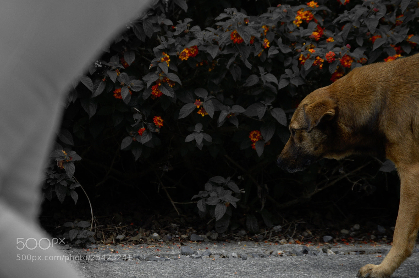 Nikon D3200 sample photo. Dog photography
