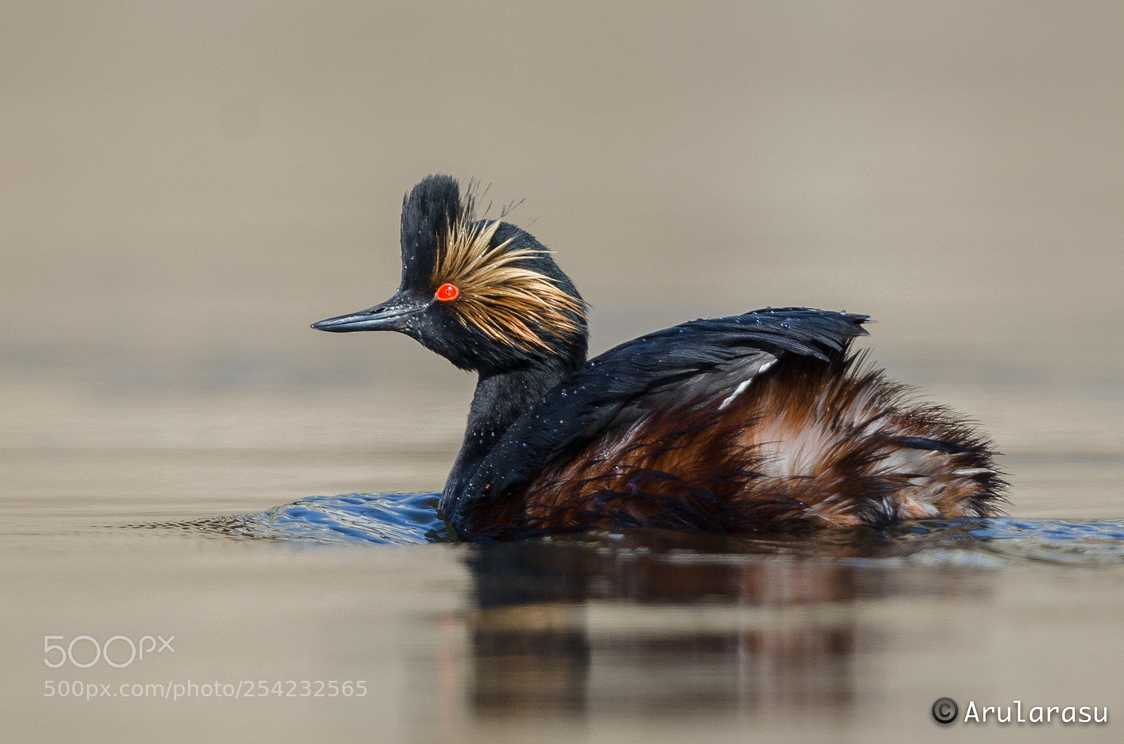 Nikon D7000 sample photo. Eared grebe photography
