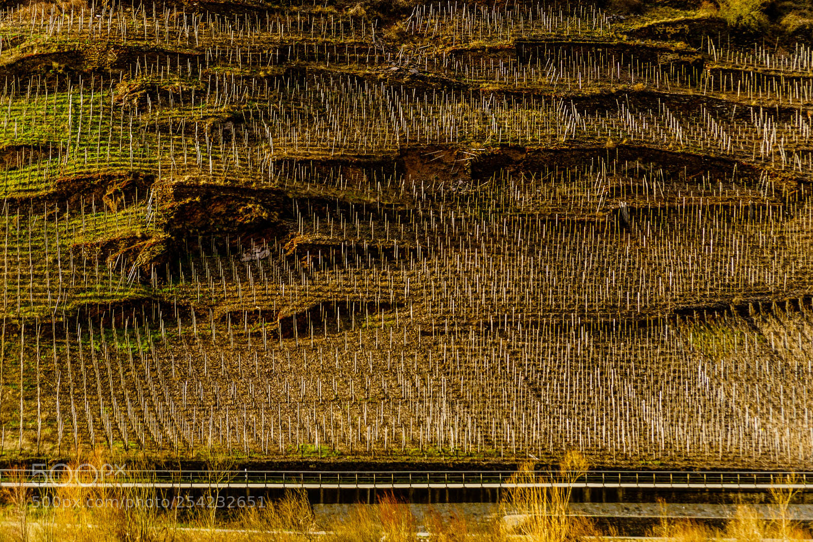 Sony a6300 sample photo. Mosel river vineyards photography