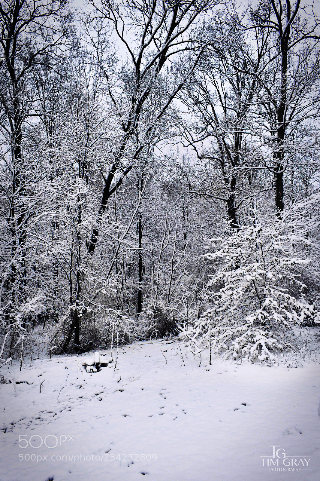 Nikon D3400 sample photo. Snowy morning photography