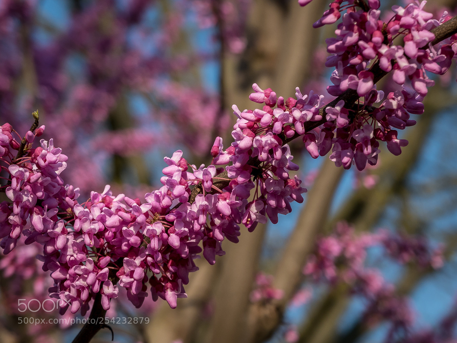 Panasonic Lumix DMC-LX100 sample photo. Eastern redbud tree in photography
