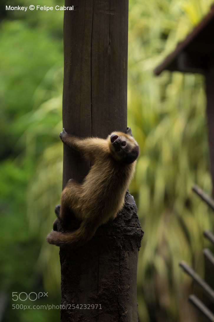 Canon EOS 600D (Rebel EOS T3i / EOS Kiss X5) sample photo. Monkey photography