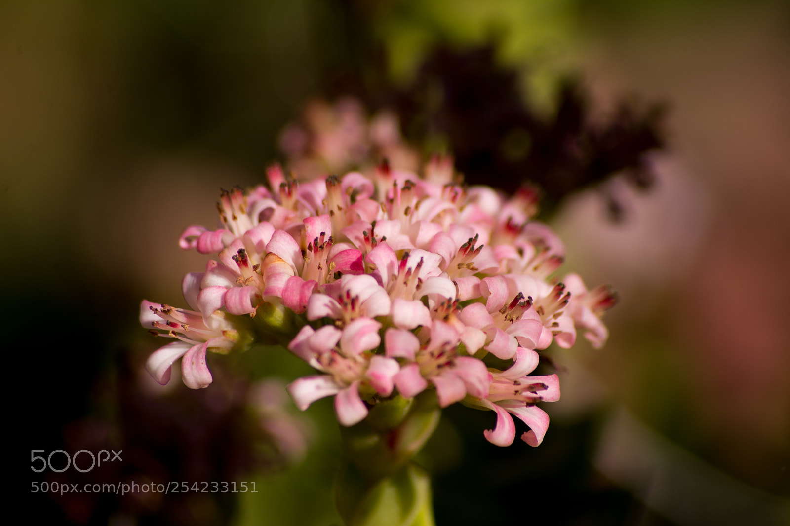Nikon D7100 sample photo. Flor de suculentas photography
