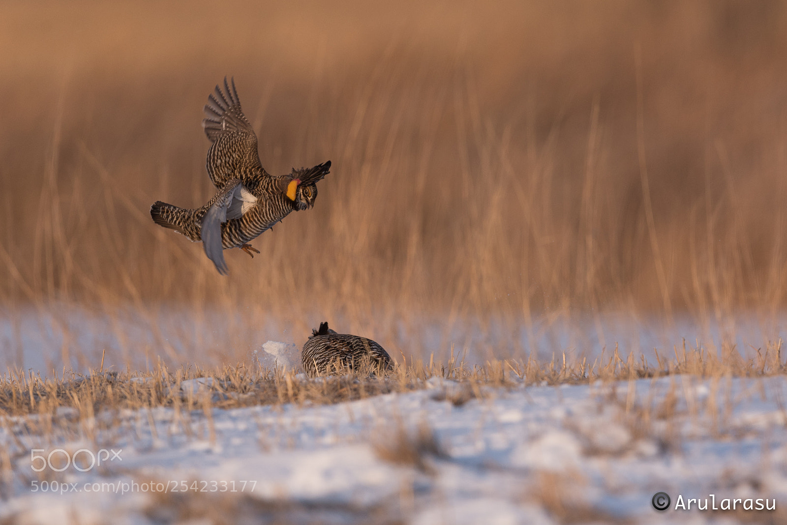 Nikon D750 sample photo. Greater prairie-chicken booming display photography