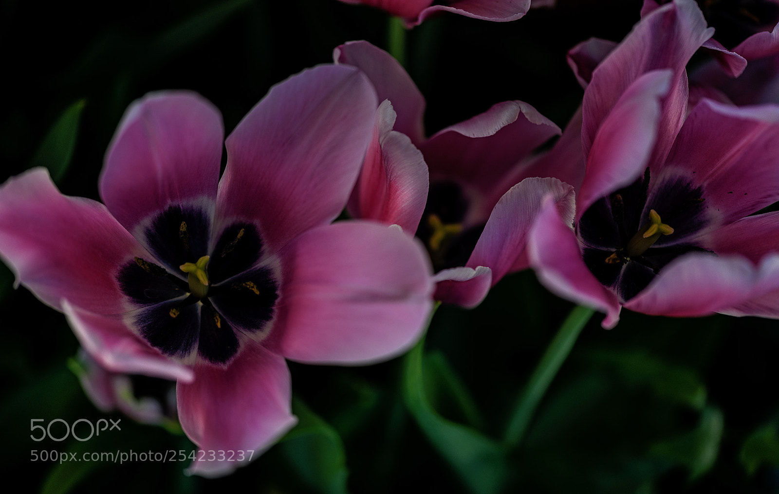 Nikon D850 sample photo. Springtime tulips photography