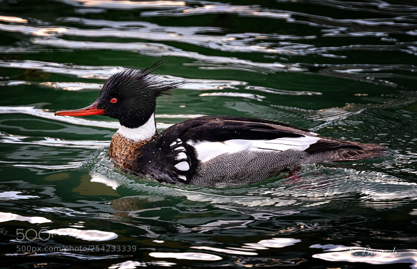 Canon EOS 7D Mark II sample photo. Red breasted merganser, breeding photography