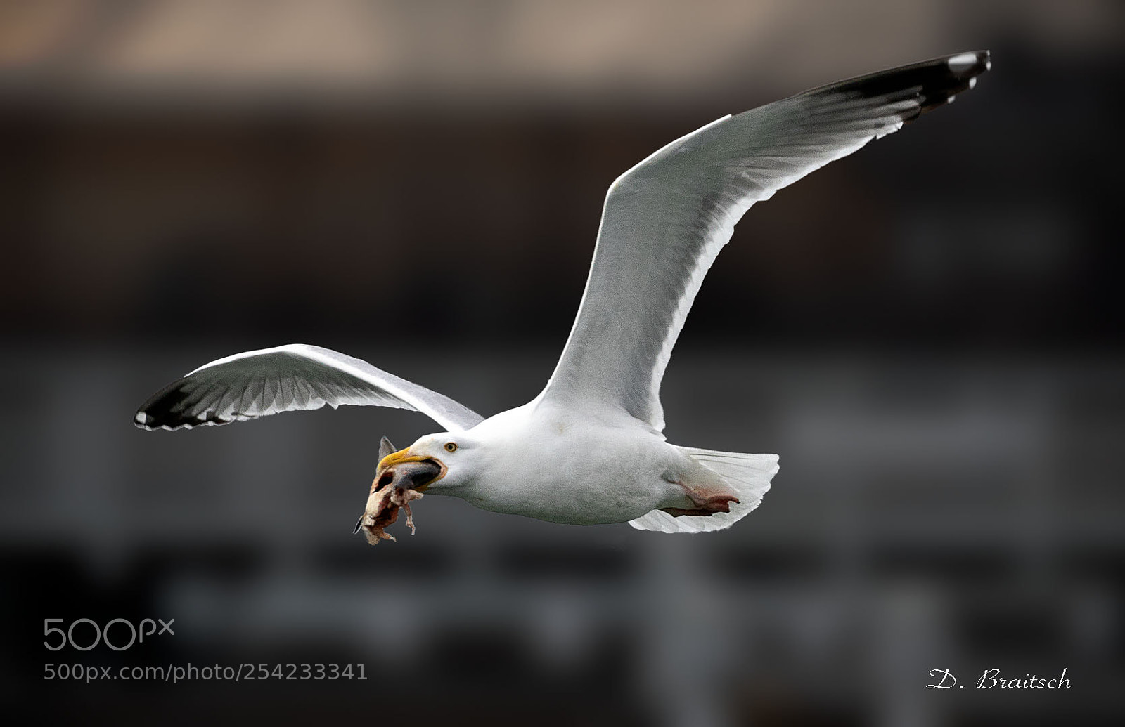 Canon EOS 7D Mark II sample photo. Gull - port richie photography