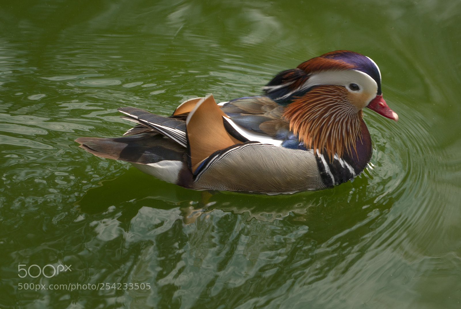 Sony a7R III sample photo. Wood duck photography