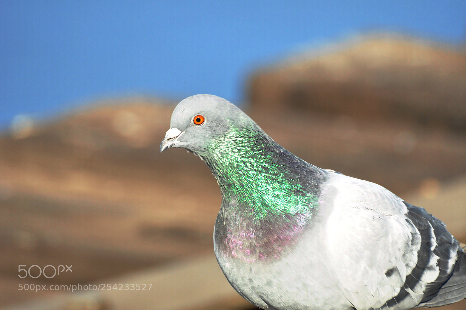 Nikon D90 sample photo. Wild pigeon  photography