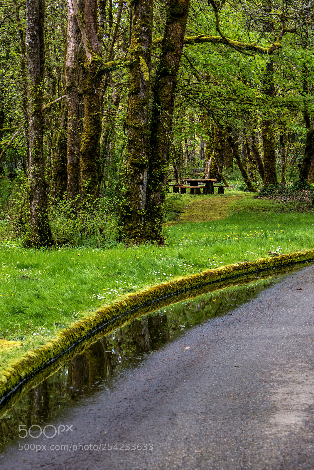 Sony SLT-A77 sample photo. Puddle in the park photography