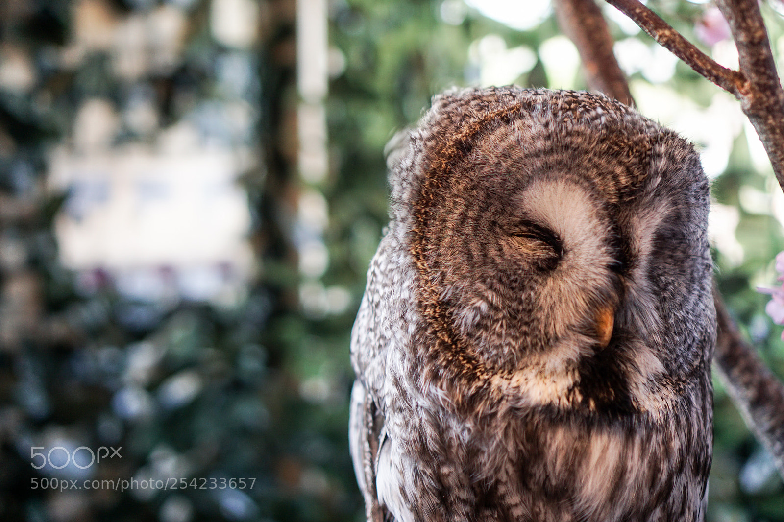 Sony a6000 sample photo. Sleepy owl photography
