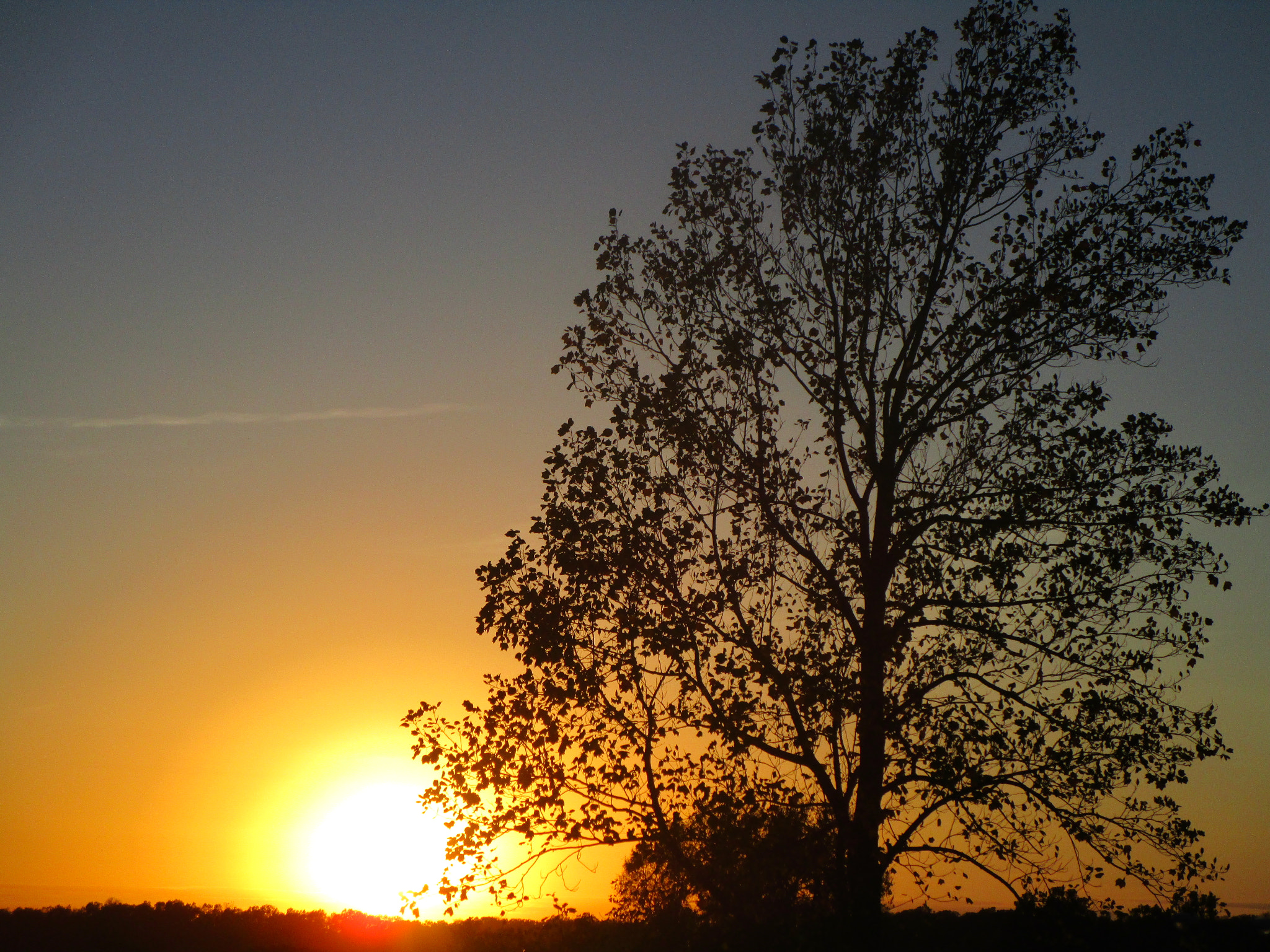 Canon PowerShot ELPH 150 IS (IXUS 155 / IXY 140) sample photo. A tree and a sunset photography