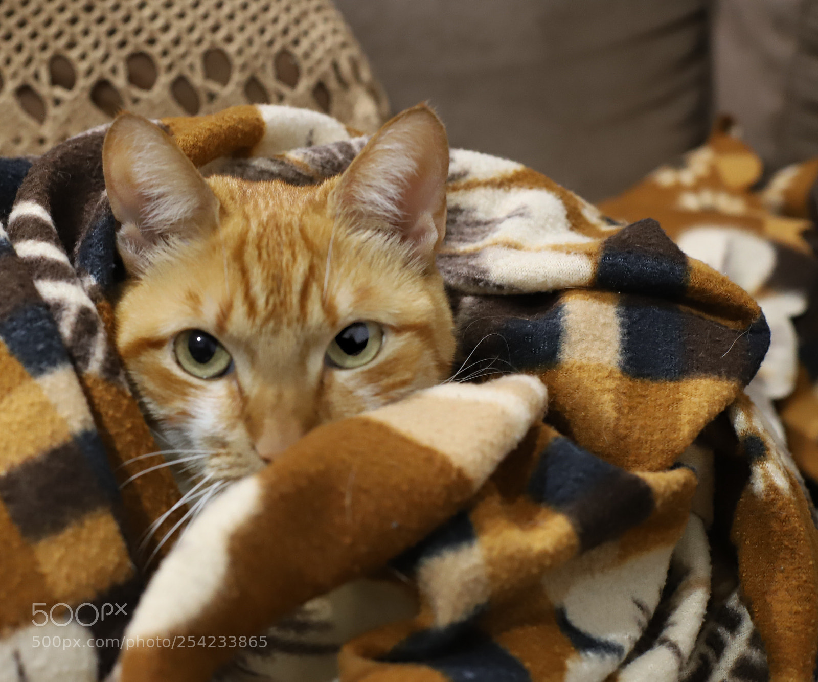 Canon EOS 6D Mark II sample photo. Untitled photography