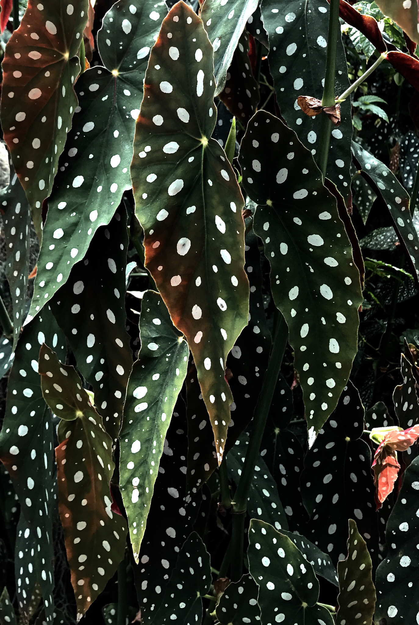 Apple iPad Pro (10.5-inch) sample photo. Polka dot plant photography