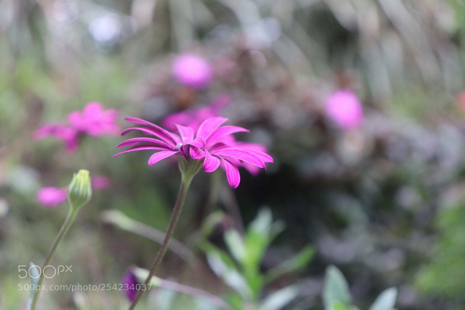 Canon EOS 800D (EOS Rebel T7i / EOS Kiss X9i) sample photo. Standing proud! photography