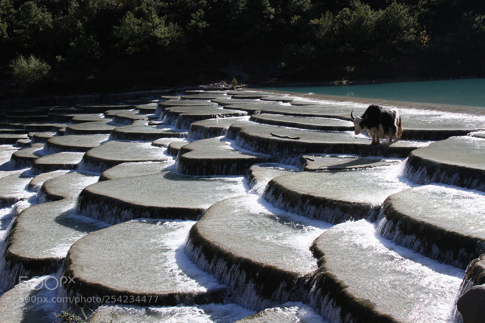 Canon EF-S 18-200mm F3.5-5.6 IS sample photo. Lonely yak photography