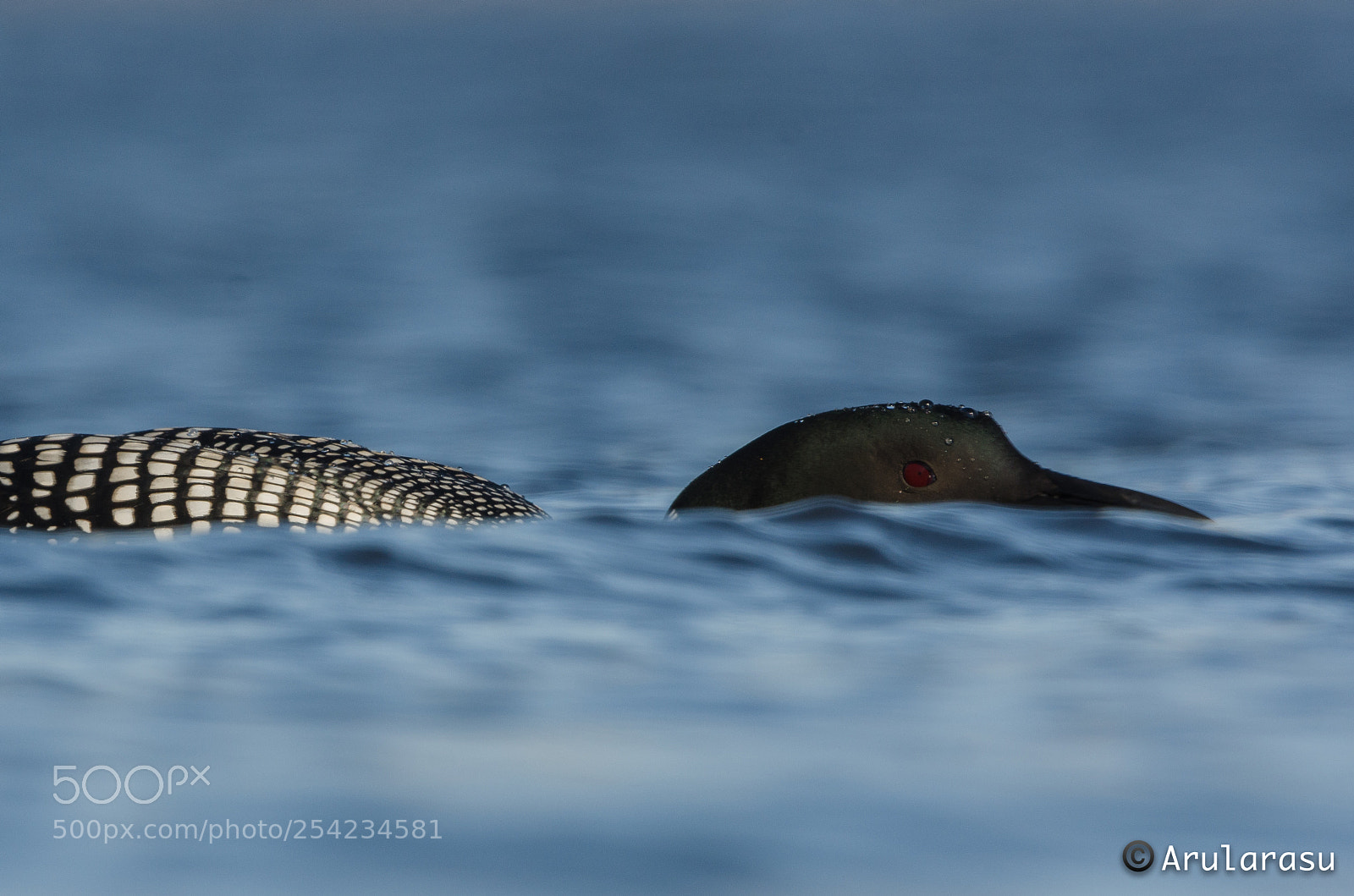 Nikon D7000 sample photo. Common loon photography