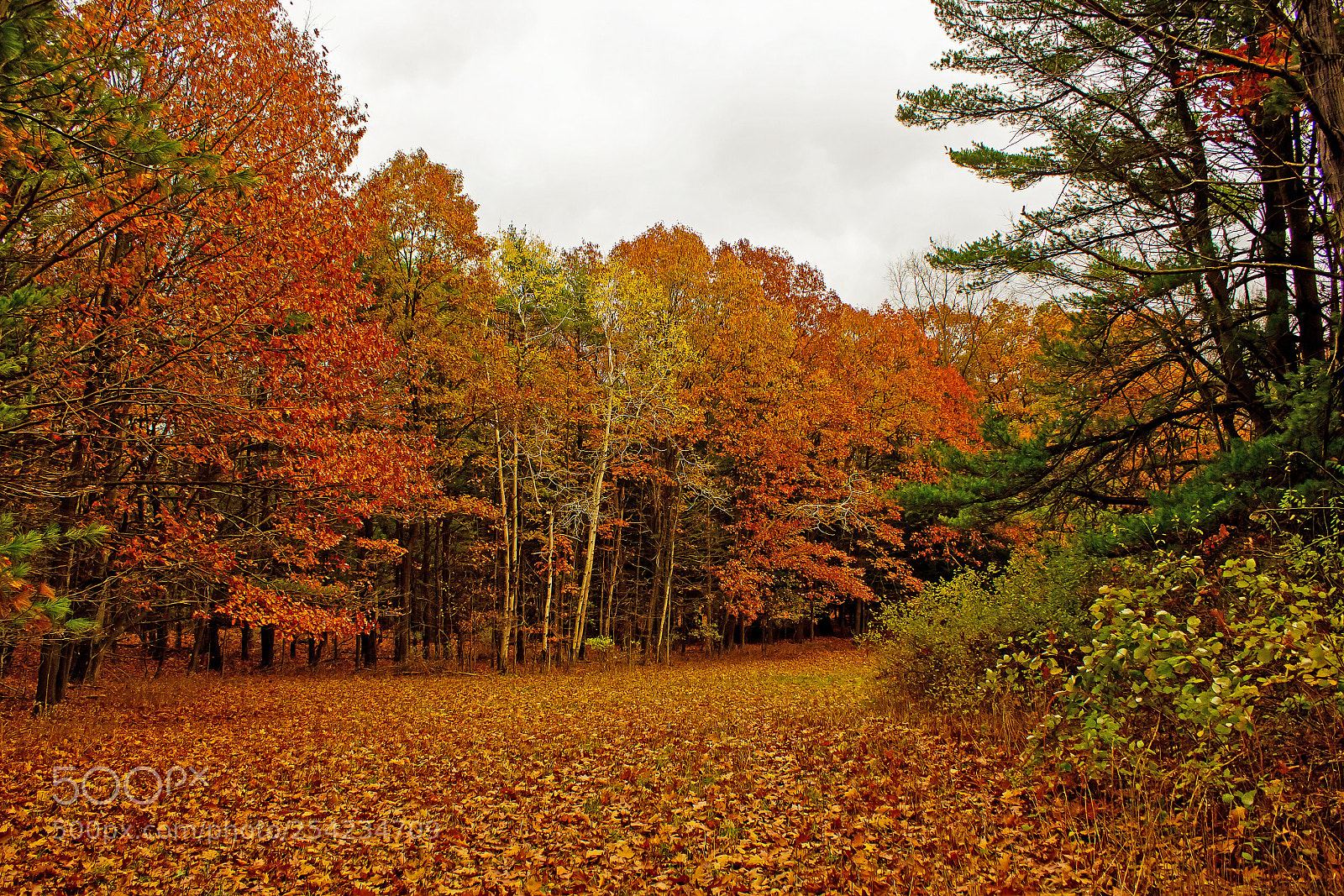 Canon EOS 600D (Rebel EOS T3i / EOS Kiss X5) sample photo. Woodland clearing on autumn photography
