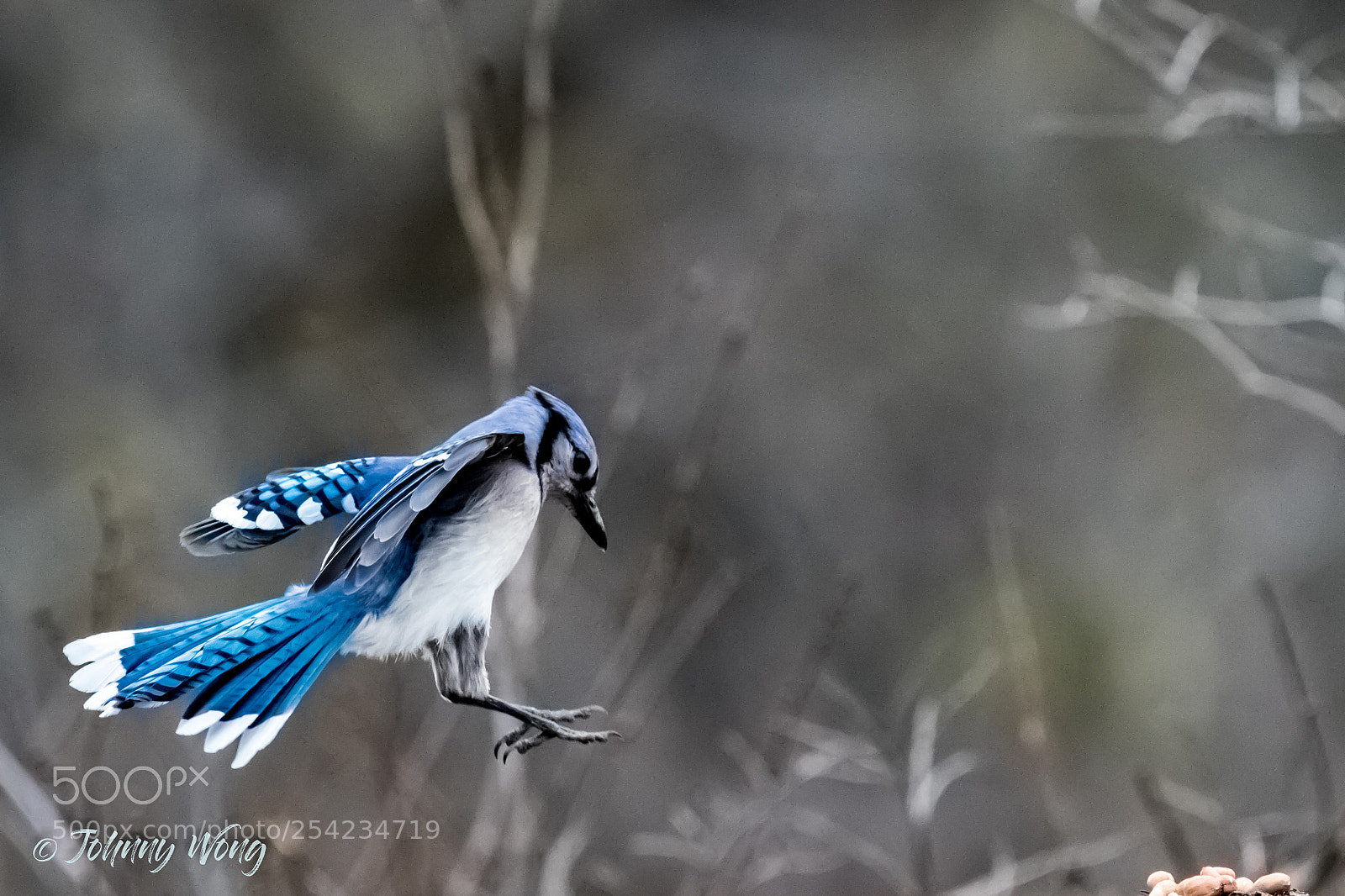 Canon EOS 7D Mark II sample photo. Blue jay photography