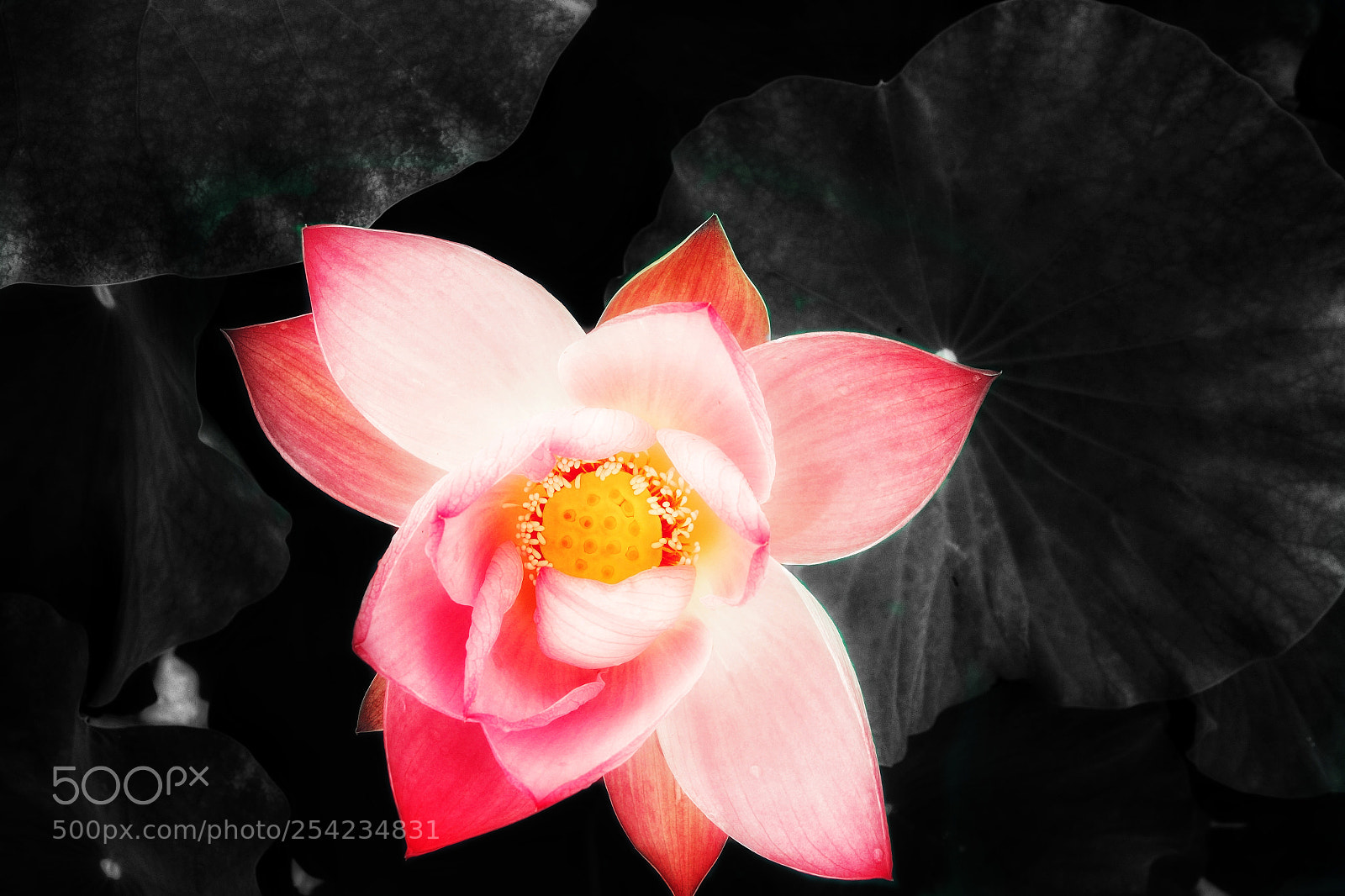 Sony Cyber-shot DSC-RX100 sample photo. Lotus and buddha. photography