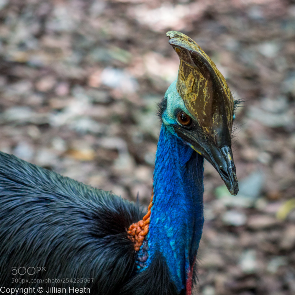 Canon EOS 700D (EOS Rebel T5i / EOS Kiss X7i) sample photo. Cassowary photography